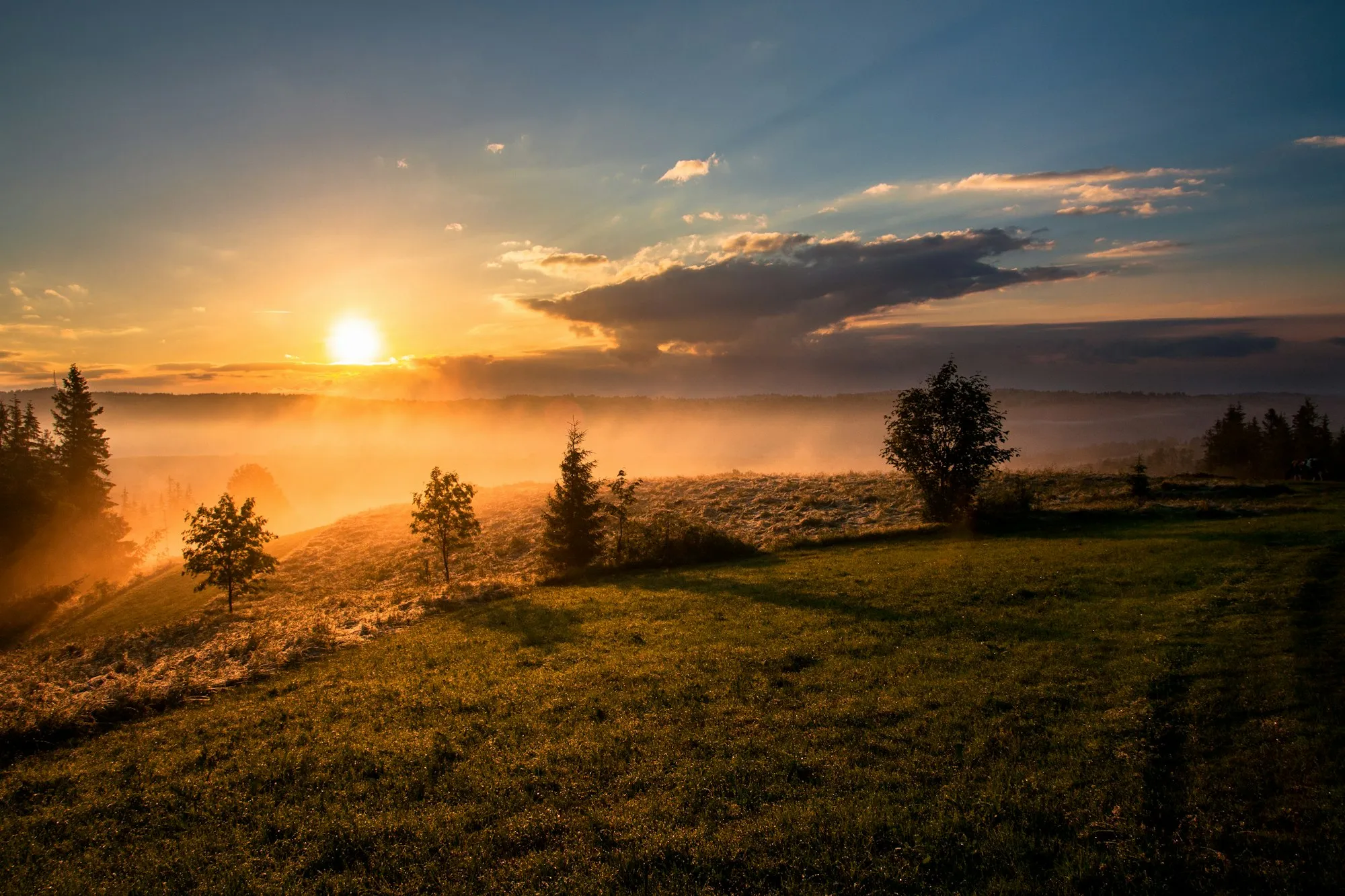 Sol nascendo sobre um campo com neblina e árvores